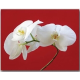 2968-Декор на холсте FP1413 рамка white Lilly 70x90cm-1