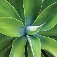 13003-Декор на стекле FP01415 Agave 70x70cm-1