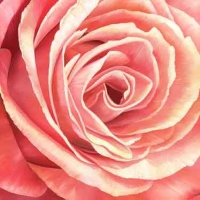 13707-Декор на холсте FP01668 pink Rose 90x90см/36x36-1