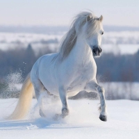 14179-Декор на стекле FP02822 Galloping white Horse 40x40см-1