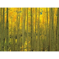 14727-Декор на стекле FP04038 Aspens in white River Park Colorado-1